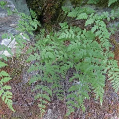 Mackay's Fragile Fern thumbnail 2