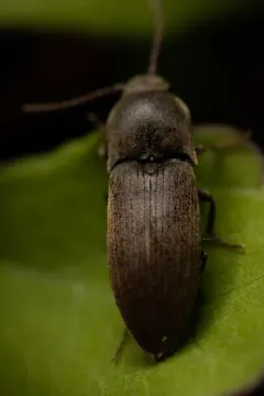 Dusky Wireworm thumbnail 3