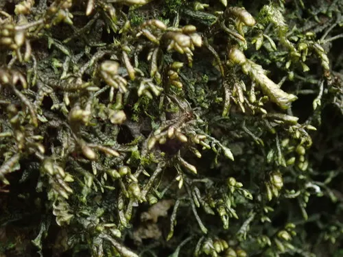 Porella roellii