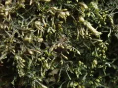 Porella roellii thumbnail 1