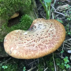 Dryad's Saddle thumbnail 5