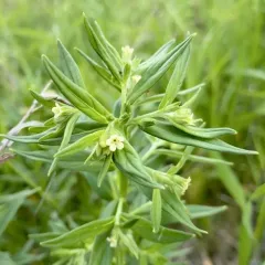 Common Gromwell thumbnail 3