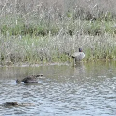 Green-winged Teal thumbnail 1