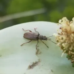 Germar's reed beetle thumbnail 3