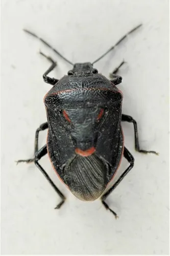 Perillus splendidus