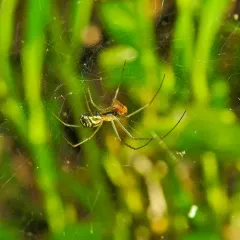Filmy Dome Spider thumbnail 3