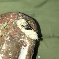 Small Bird-dropping Moth thumbnail 3