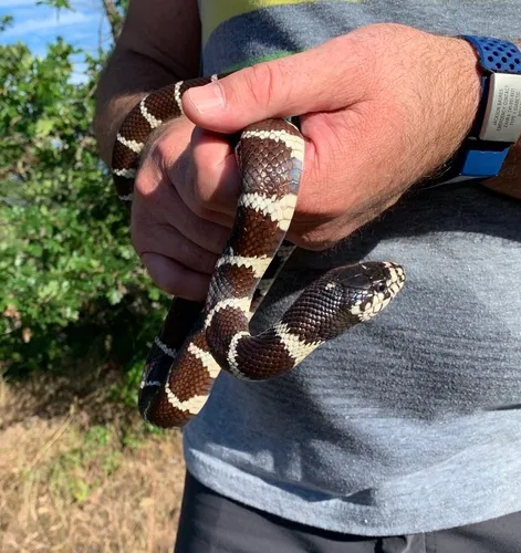 California King Snake