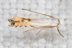 Phyllonorycter argentifimbriella thumbnail 3