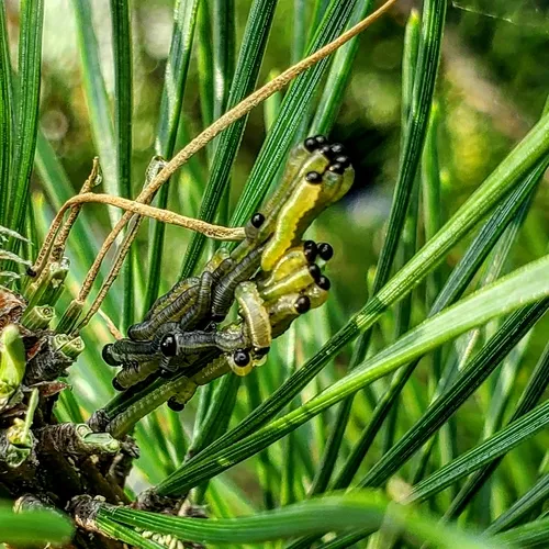 European Pine Sawfly