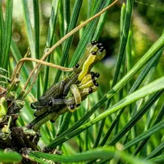 European Pine Sawfly thumbnail 1