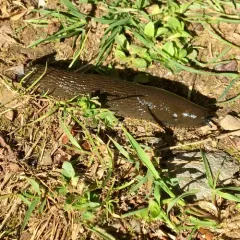 Black Slug thumbnail 3