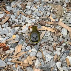 Mourning Warbler thumbnail 2