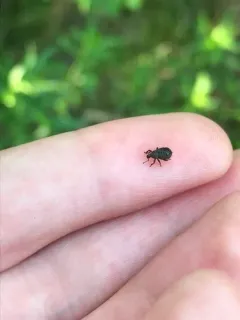 Phyxelis rigidus thumbnail 3