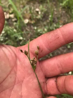 Hairy Fimbristylis thumbnail 4
