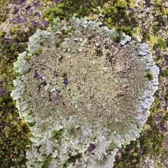 Bottlebrush Frost Lichen thumbnail 2
