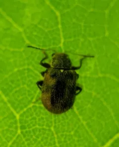 Xanthonia decemnotata thumbnail 2