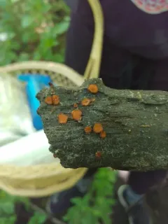 Scutellinia olivascens thumbnail 3