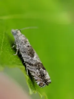 Birch Shootworm Moth thumbnail 2