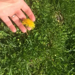 common dandelion thumbnail 3