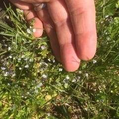 thyme-leaved speedwell thumbnail 4