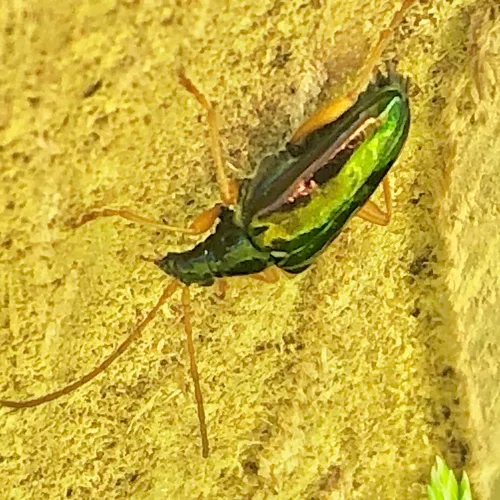 Gaurotes cyanipennis