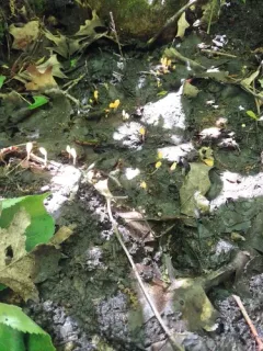 Mitrula lunulatospora thumbnail 3