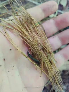 Lophodermium nitens thumbnail 2