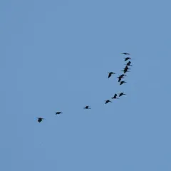 White-faced Ibis thumbnail 3