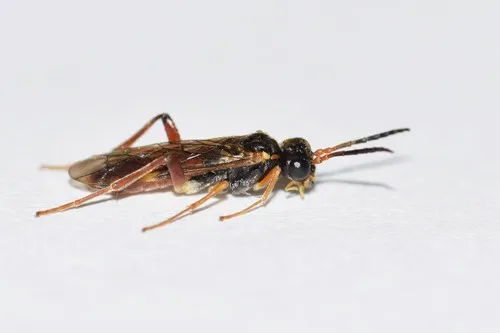 Taxonus epicera