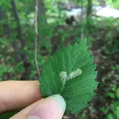 Elm Leafminer thumbnail 4