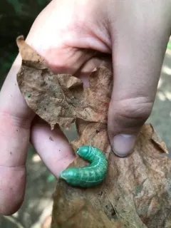 Oregon Prominent thumbnail 2