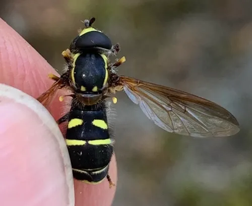 Canadian Potter Fly