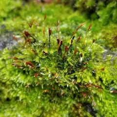 Wall Screw-moss thumbnail 2