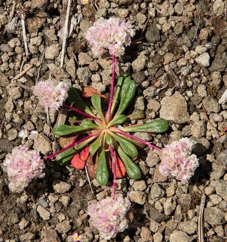 One-seeded Pussypaws