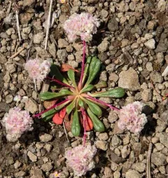 One-seeded Pussypaws thumbnail 1