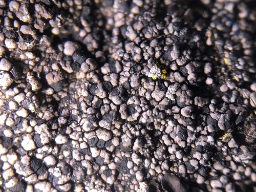 Rhizocarpon badioatrum