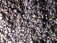 Rhizocarpon badioatrum thumbnail 1