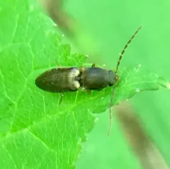 Siliceous Click Beetle thumbnail 2