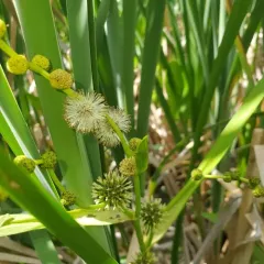 big bur-reed thumbnail 4
