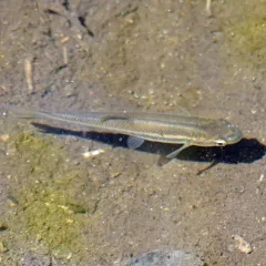 Creek Chub thumbnail 3