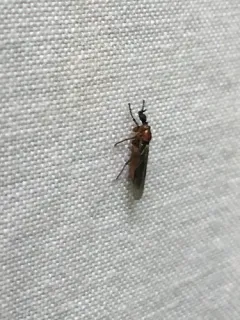 Dilophus tibialis thumbnail 3