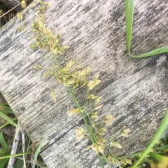 northern sweetgrass thumbnail 4
