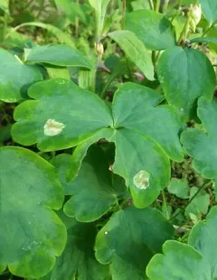 Phytomyza aquilegiana thumbnail 2
