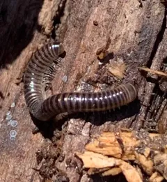 Cylindroiulus caeruleocinctus thumbnail 2