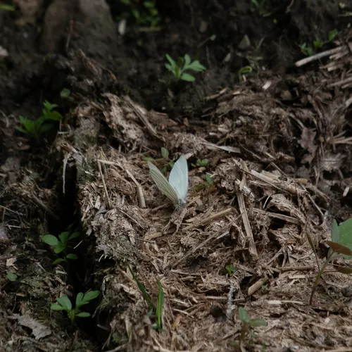 Mustard White