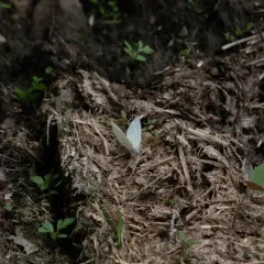 Mustard White thumbnail 1