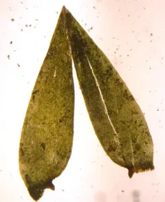 New Mexican fontinalis moss thumbnail 3