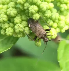 spotted plant bug thumbnail 3