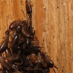 Western Earwig thumbnail 2